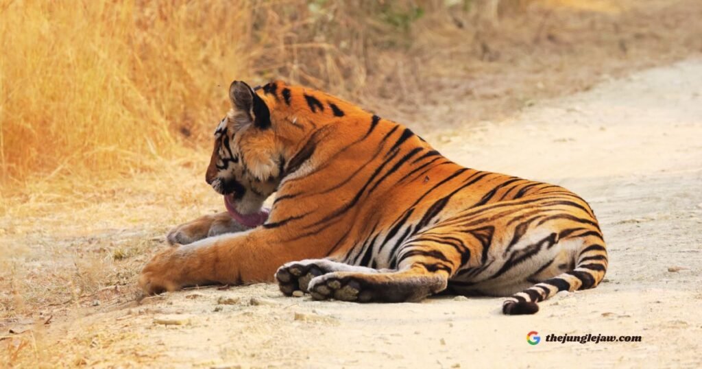 Bengal Tiger 1024x538