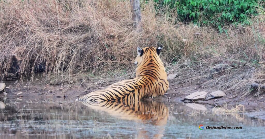 Day in the Life of a Bengal Tiger