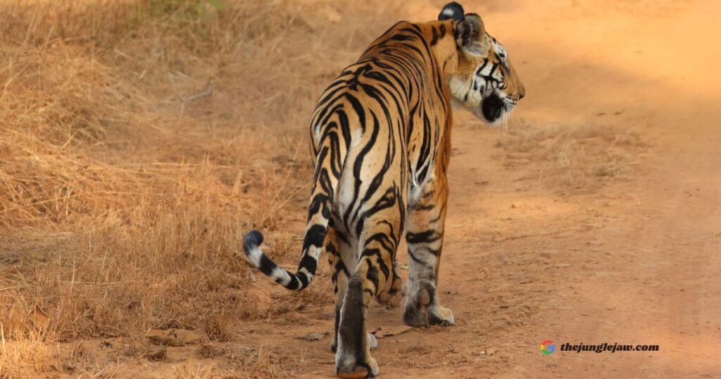 Indian Tiger Stripes