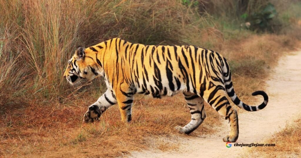 Indian tigers in the wild vs zoos