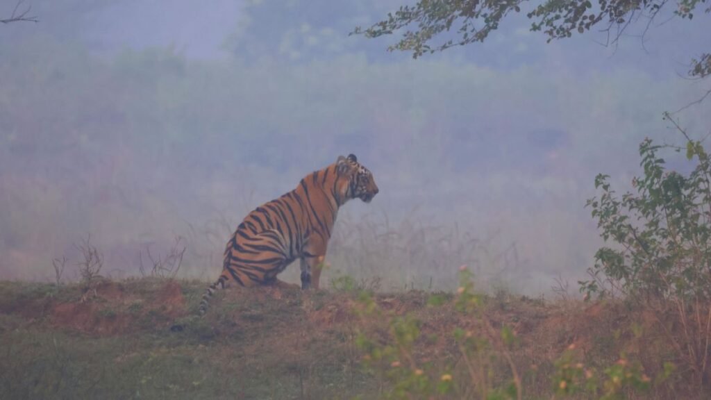 guide to pench national park