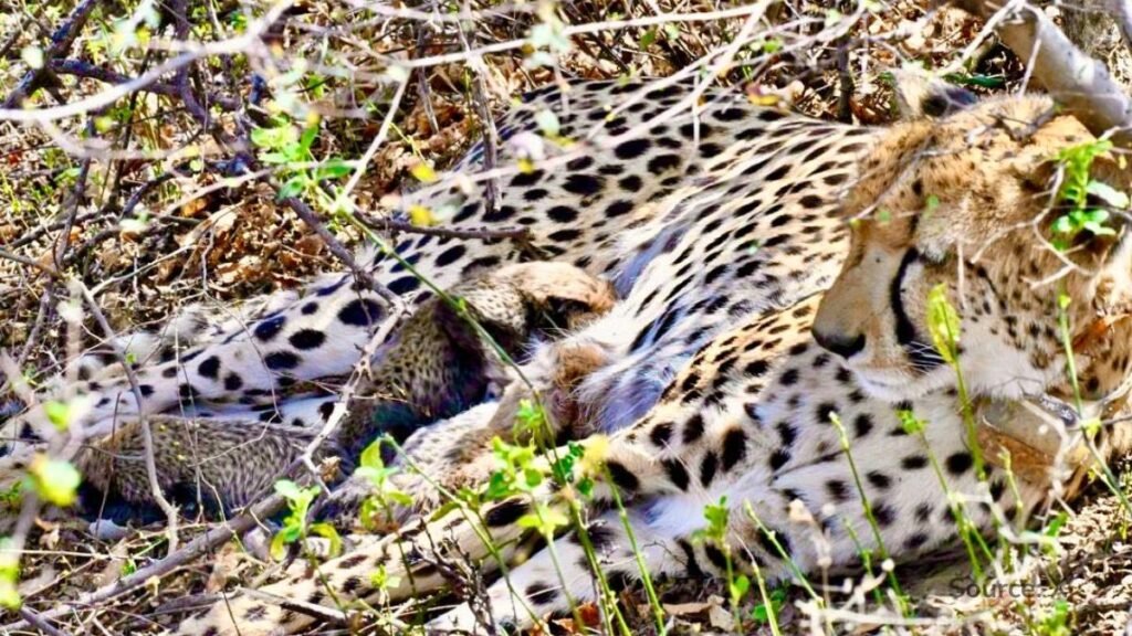 kgp12 cheetah cubs