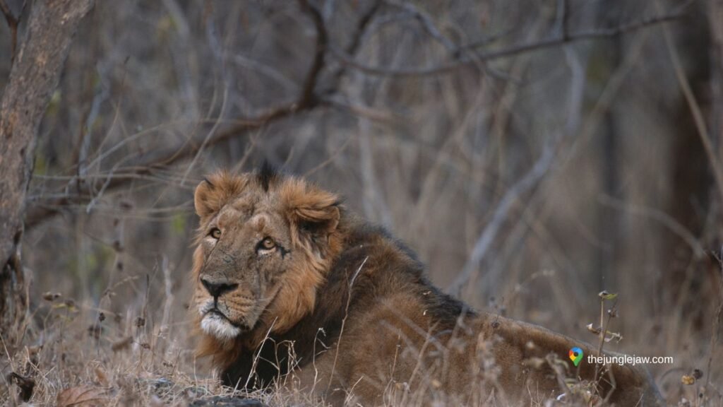 Asiatic Lion pride resting in Gir Forest National Park India