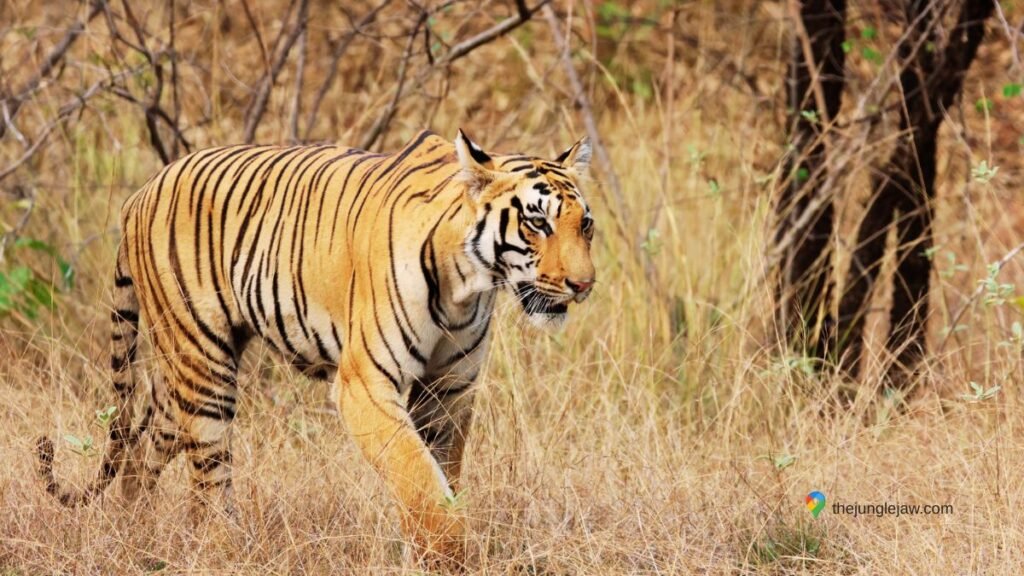 Bengal Tiger in India walking through golden grass at Ranthambore National Park