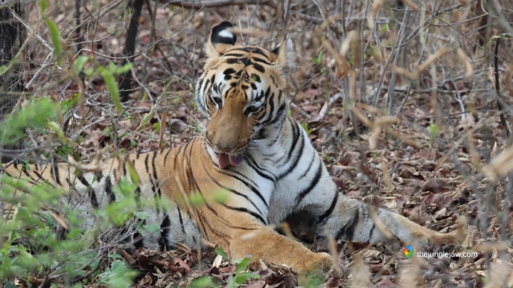 tiger stripes on skin camera trap identification Sahyadri