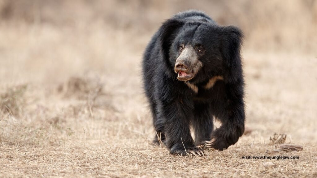 Sloth Bear