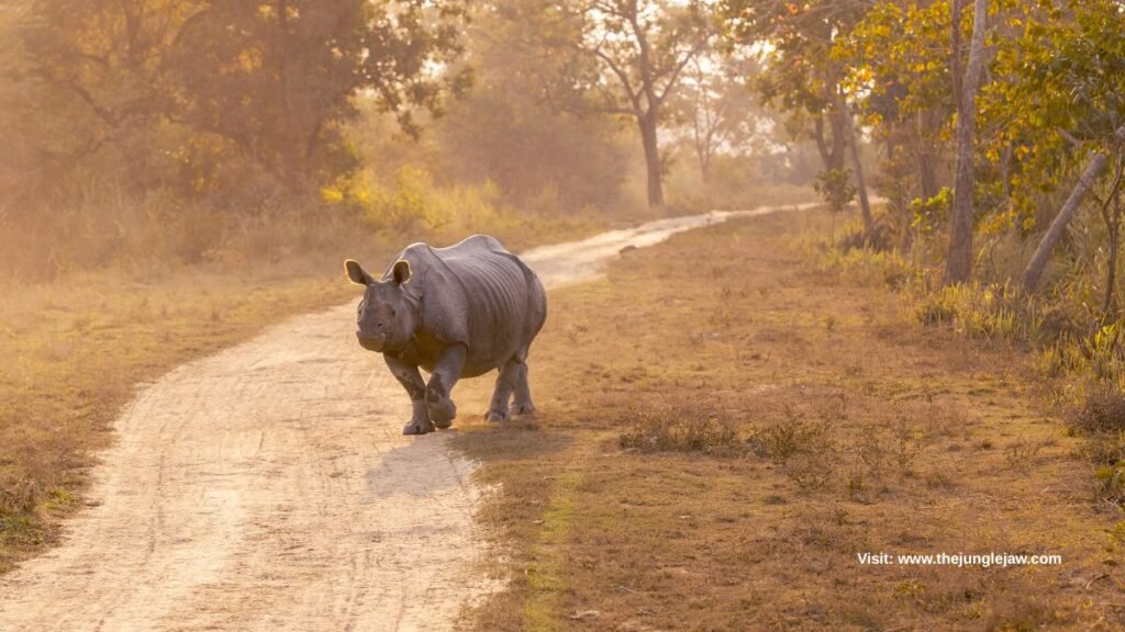 one horned rhino